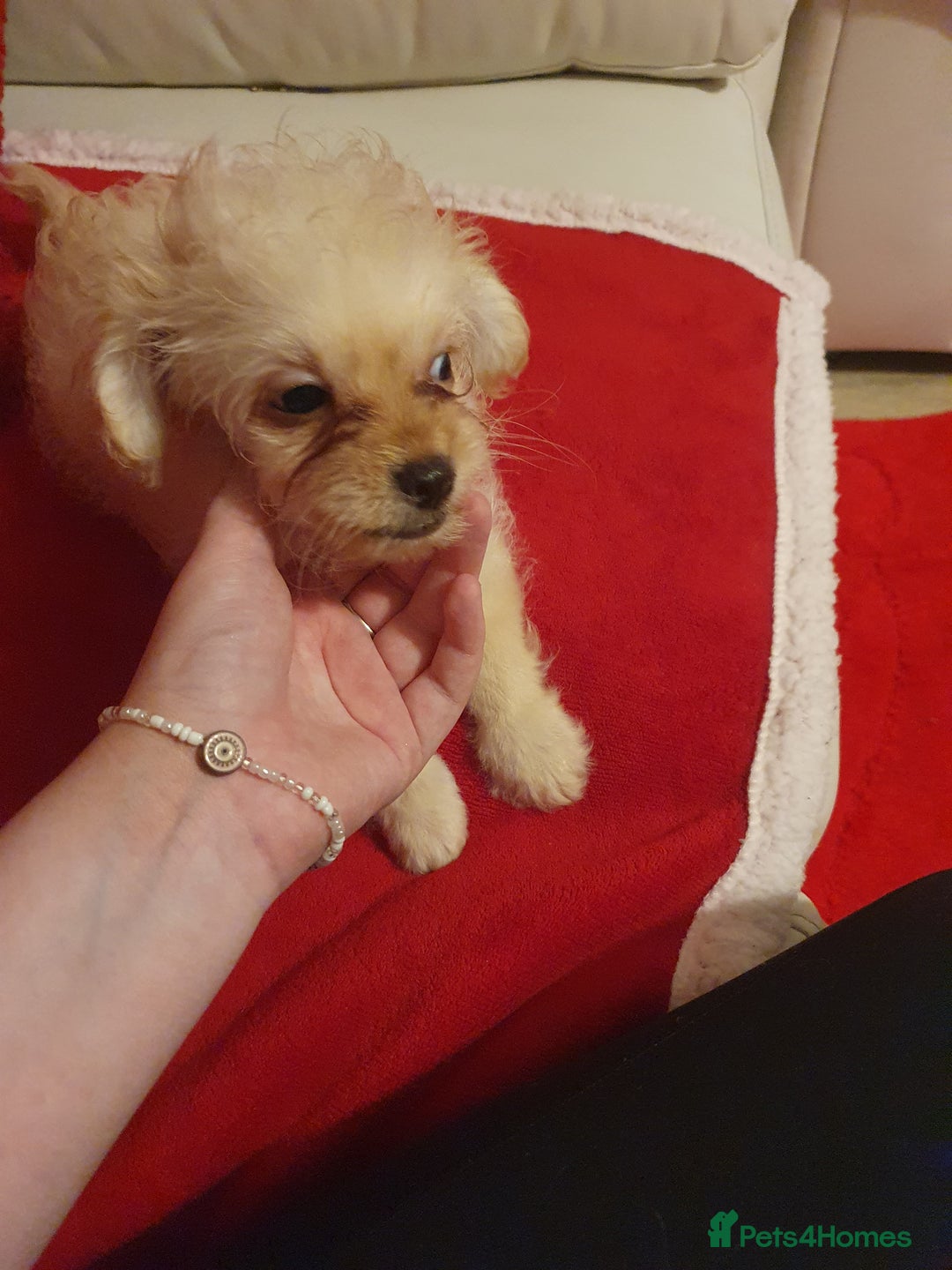 Chipoo dogs for sale: Chipoos  - Advert 7