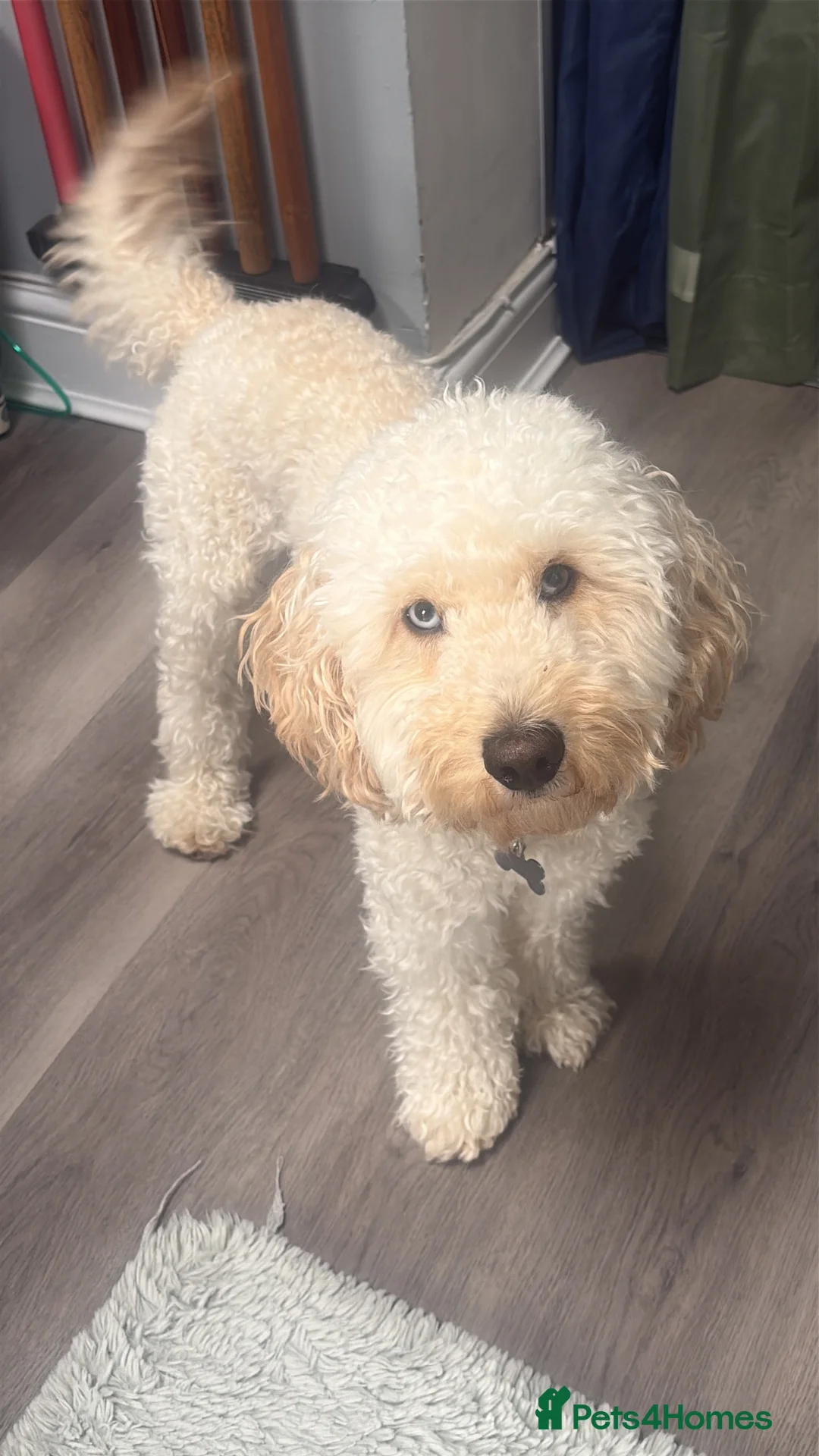 Cockapoo dogs for stud: Beautiful cockapoo available for Stud  in Hemel Hempstead - Advert 1