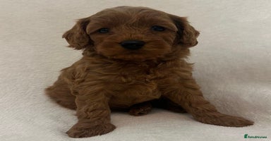 Cavapoo dogs - Advert 6