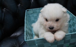 Samoyed dogs for sale: Bundle of joy and fluff - Image 4