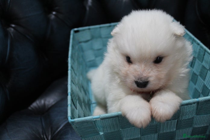 Samoyed dogs - Advert 5