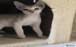 Singapura cats for sale: Stunning Singapura kittens  - Image 28