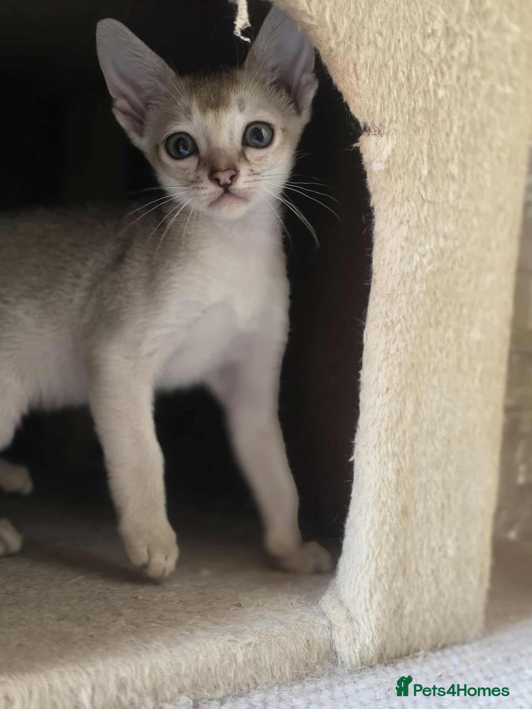 Singapura cats for sale: Stunning Singapura kittens  - Image 28