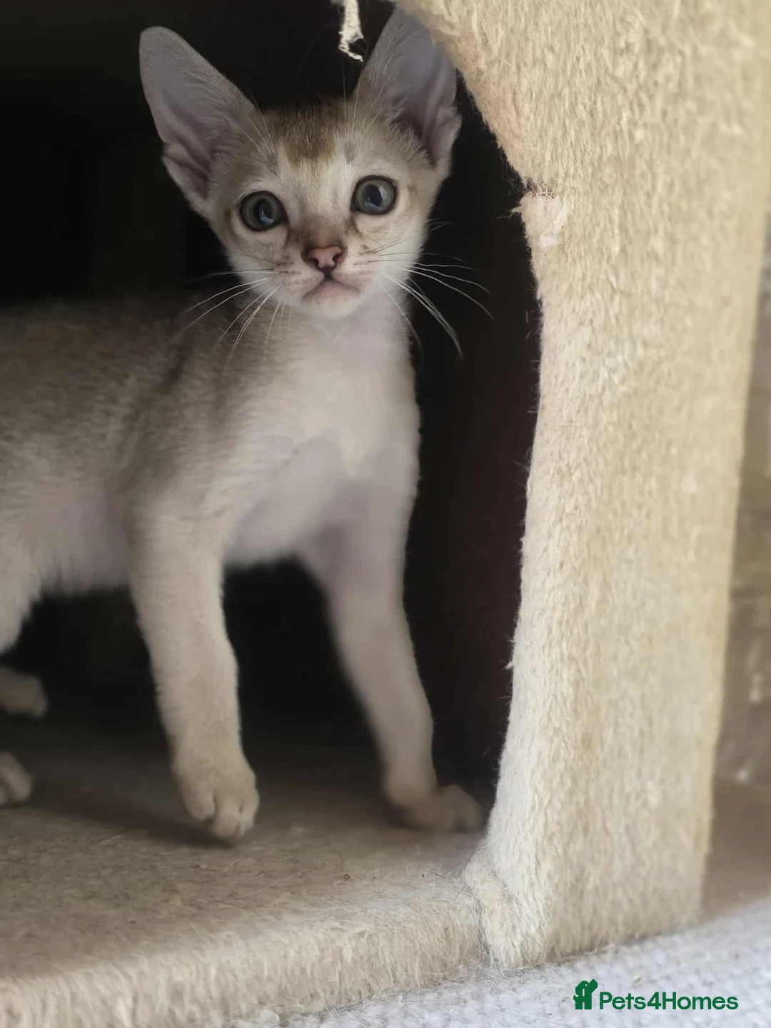 Singapura cats for sale: Stunning Singapura kittens  - Advert 20