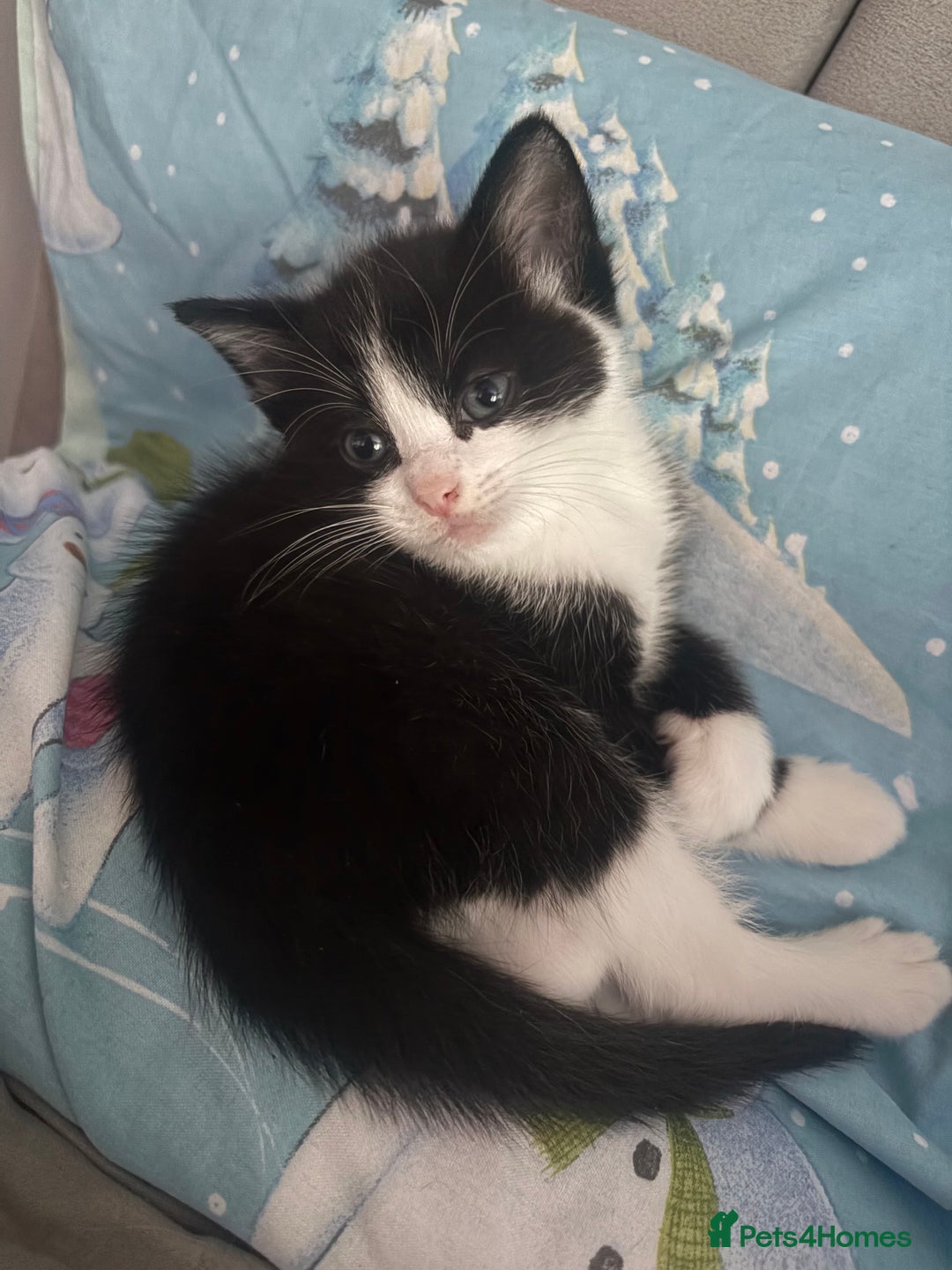 Ragdoll cats for sale:  Ragdoll X Kittens  - Advert 22