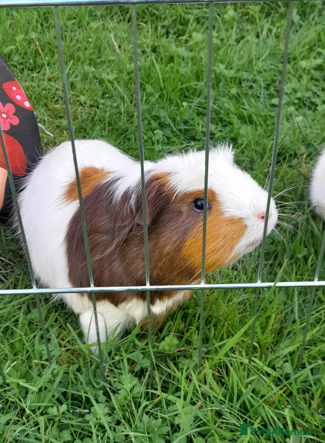 Guinea Pig rodents for sale: 2 friendly guinea pigs  in Stockport - Advert 2