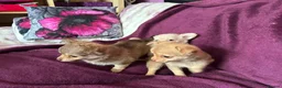 Chihuahua dogs for sale: Outstanding tiny tiny chichahua  - Advert 19