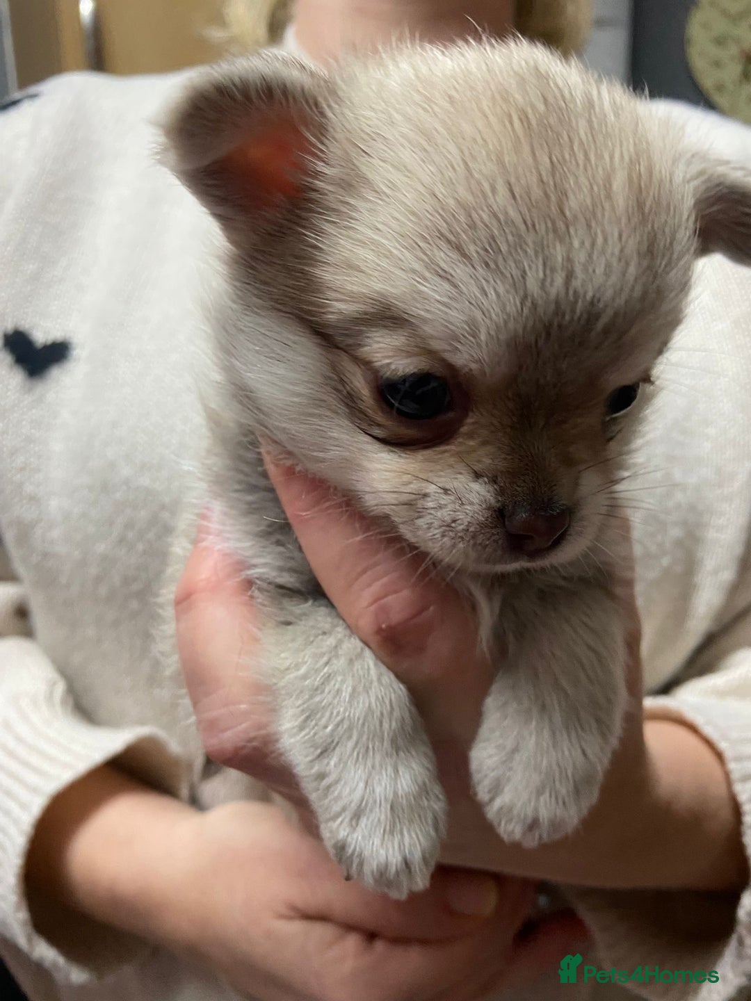 Pomchi dogs for sale: Stunning Pomchi’s - Advert 20