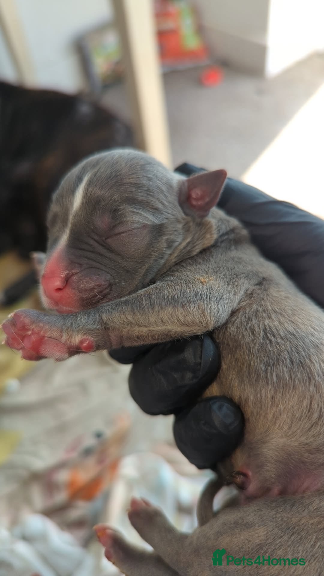 Mixed Breed dogs for sale: Presa canario cross cane corso pups - Image 1