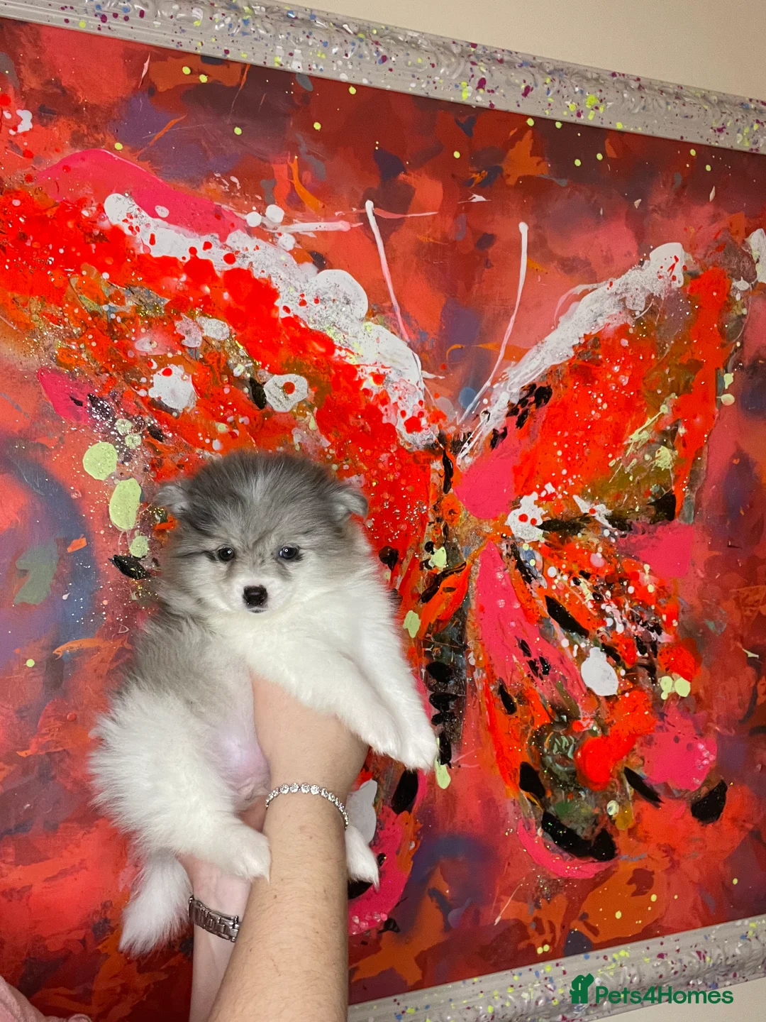 Pomeranian dogs for sale: Pomeranian puppies  - Advert 12