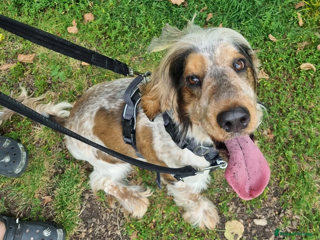 Cocker Spaniel dogs for sale: Heartbreaking Sale, Exceptional 2 year old cocker - Advert 1