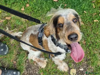 Cocker Spaniel dogs Heartbreaking Sale, Exceptional 2 year old cocker - Advert 2