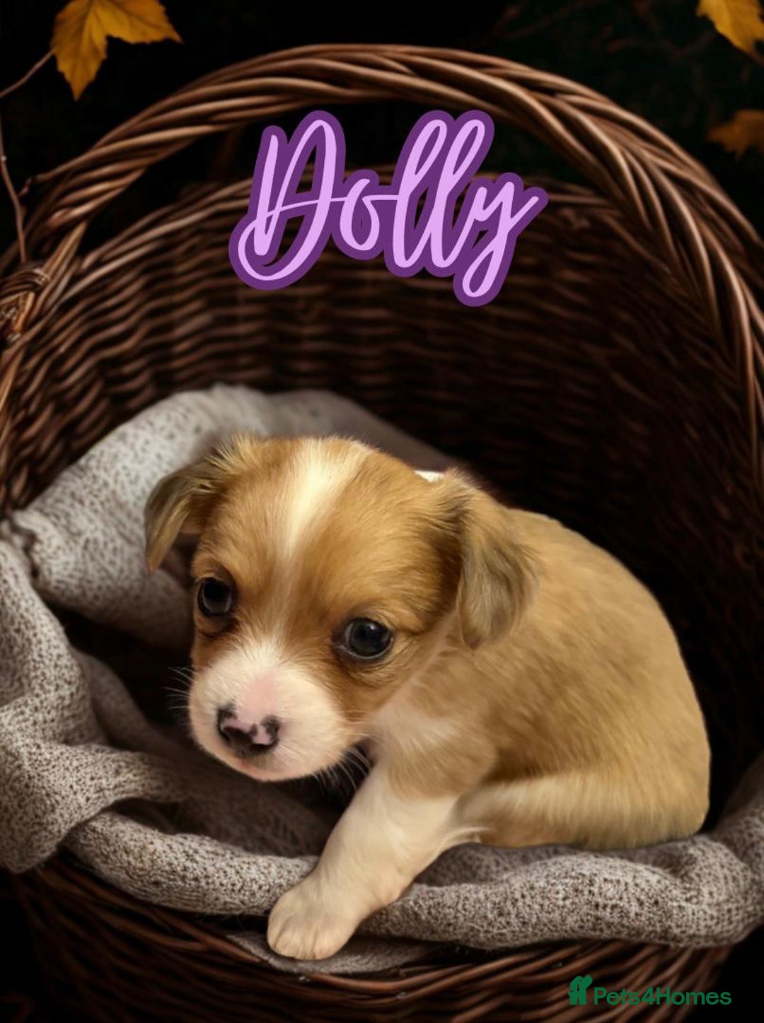 Chihuahua dogs for sale: Stunning longhaired Chihuahua puppies  - Image 9