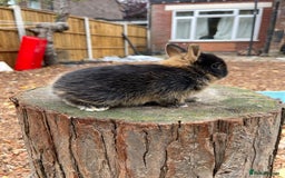 Netherland Dwarf rabbits for sale: Real Netherland Dwarf High Quality Babies  - Image 13