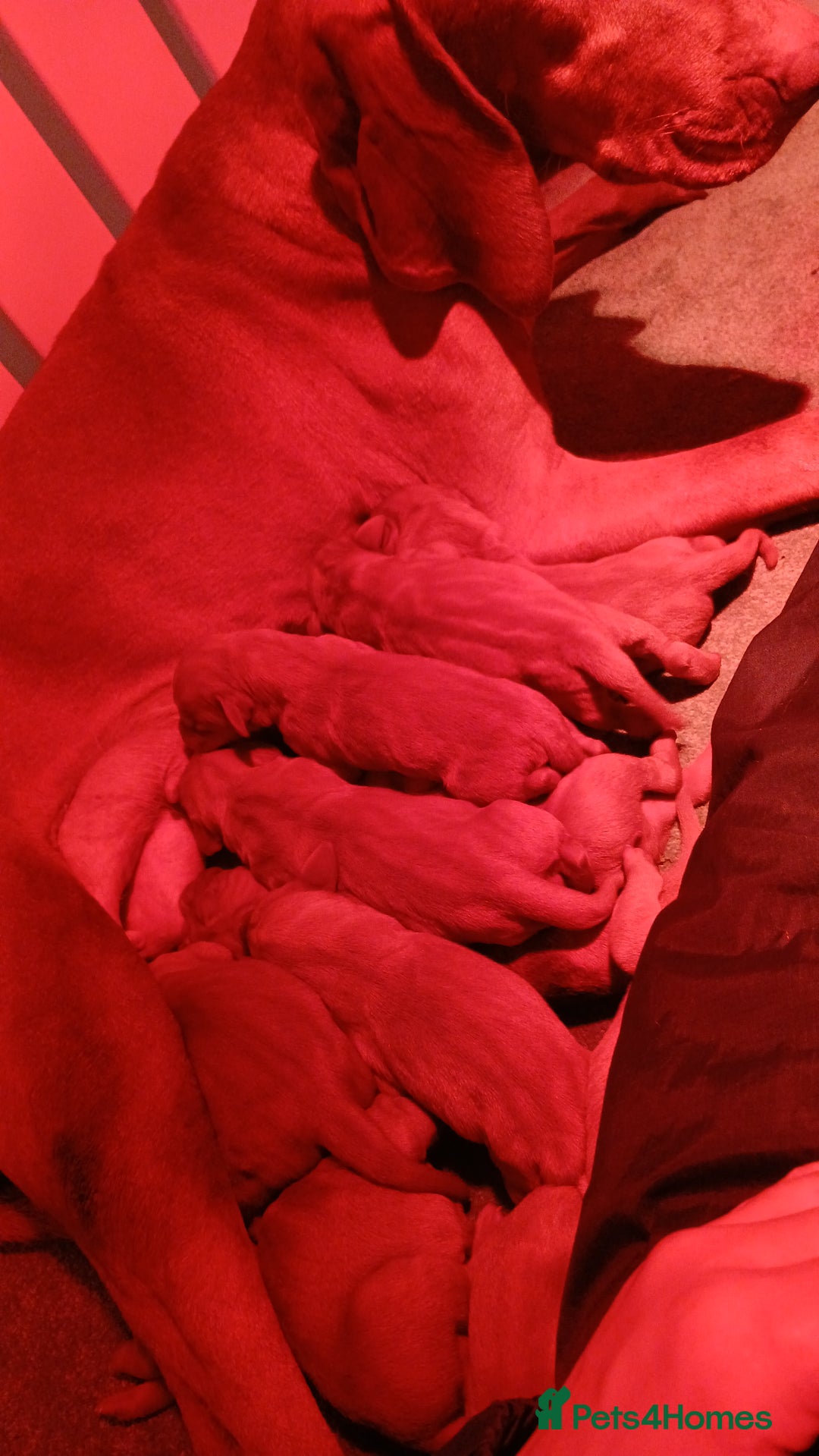Hungarian Vizsla dogs for sale: CHAMPION BRED KC HUNGARIAN VIZSLAS - Image 12