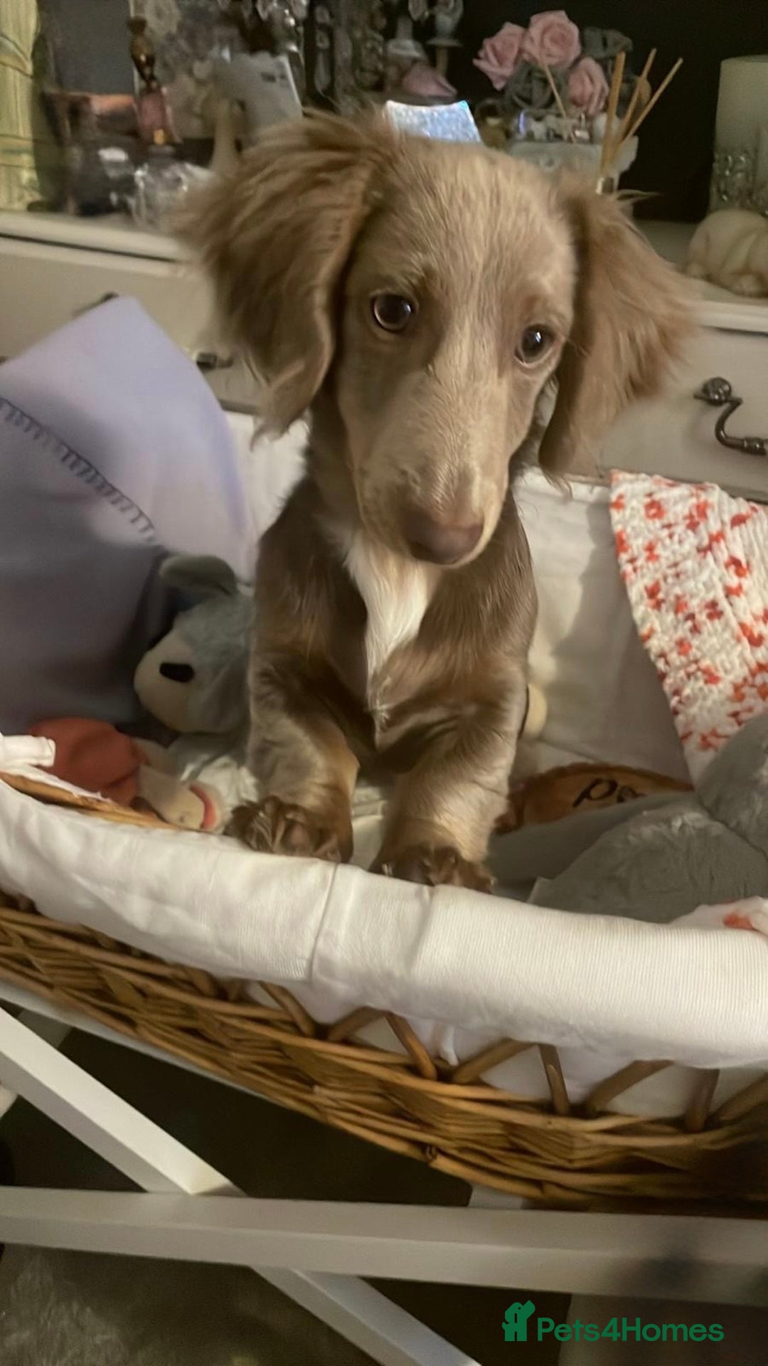 Miniature Dachshund dogs for sale: 17 months KC reg Isabella Lilac male LC dachshund  - Advert 4