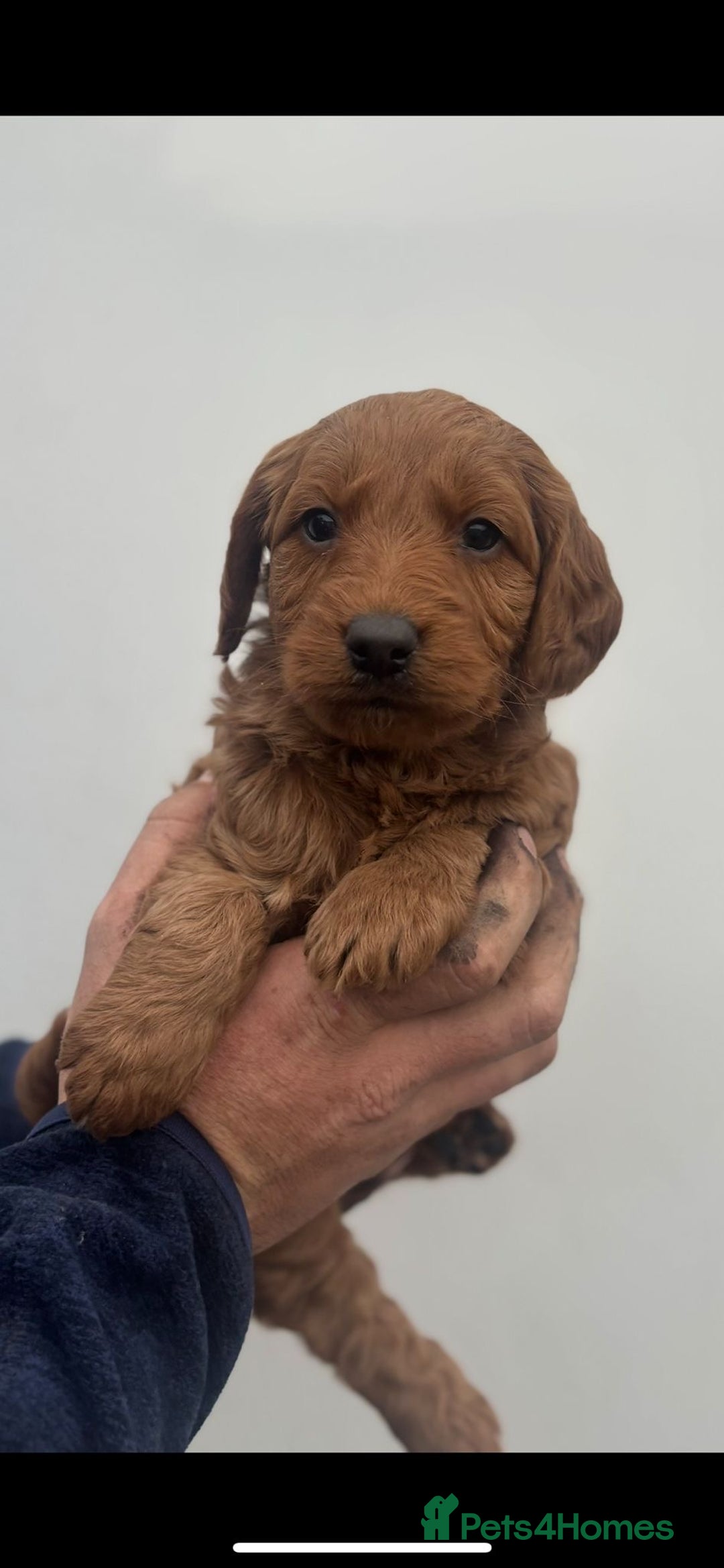 Labradoodle dogs for sale: F1 Labradoodle puppy’s  - Image 2
