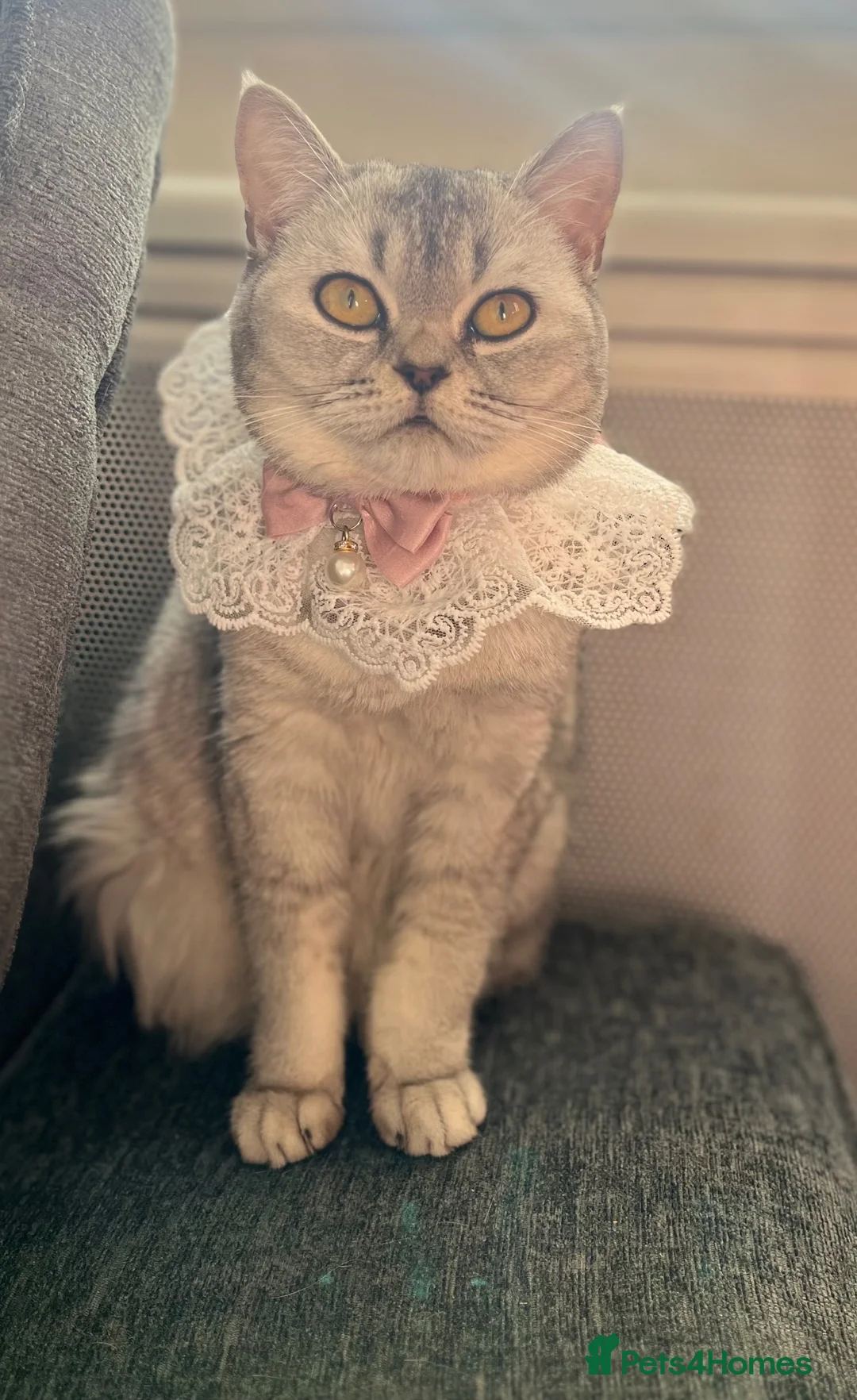 Scottish Fold cats for sale: Beautiful Scottish Fold Mix Kittens 2 Girls 1 boy in Wallington - Advert 31