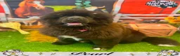 Newfoundland dogs for sale: Female newfoundland.  - Advert 2