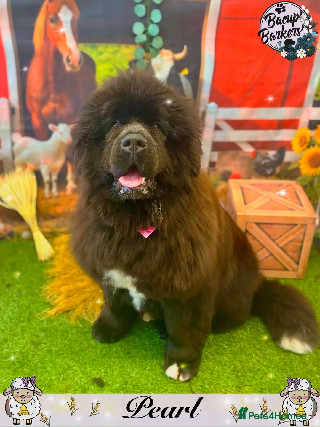 Newfoundland dogs for sale: Female newfoundland.  - Advert 2