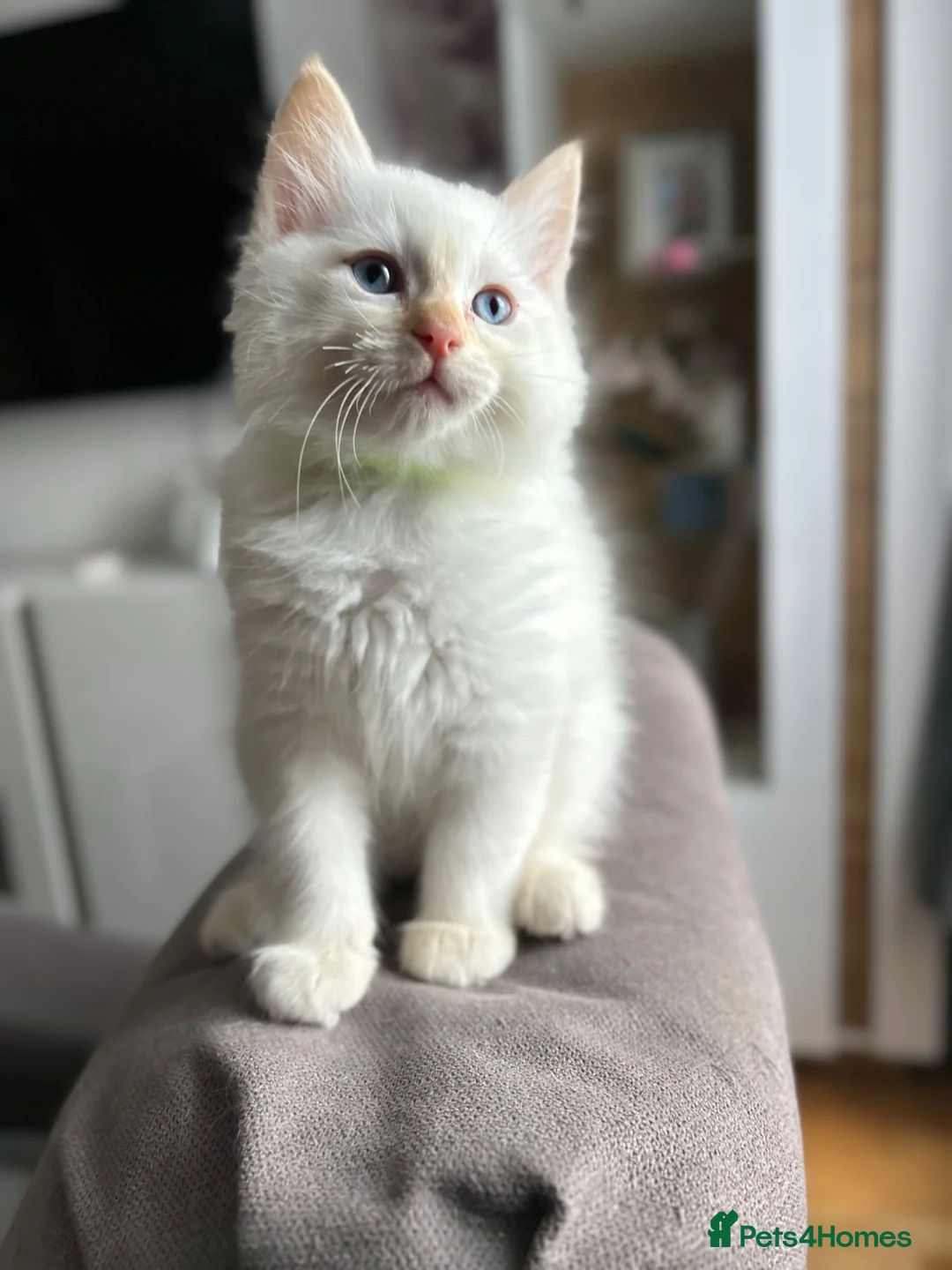 Ragdoll cats for sale: 😻4 Beautiful Purebred Ragdoll Kittens😻 - Advert 10