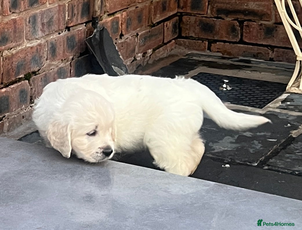 Golden Retriever dogs for sale: Little Polar Bear Puppies - Advert 1