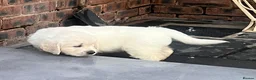 Golden Retriever dogs for sale: Little Polar Bear Puppies - Advert 1