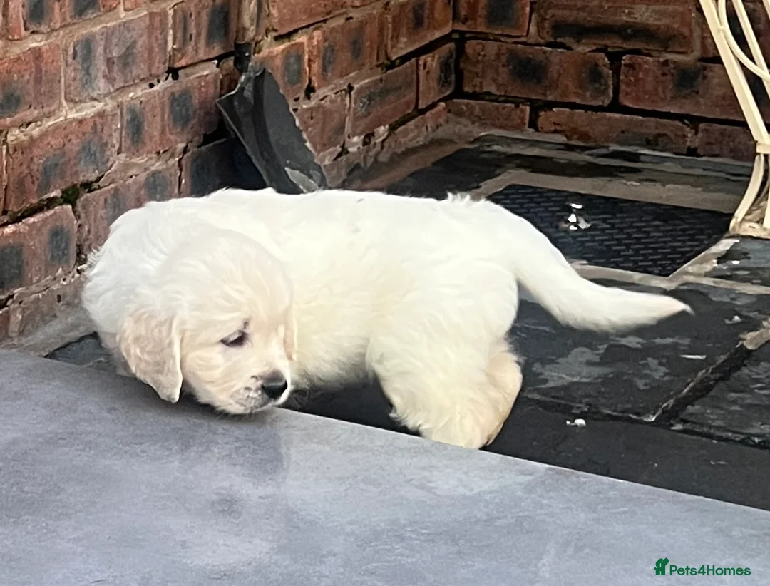 Golden Retriever dogs for sale: Little Polar Bear Puppies - Advert 1