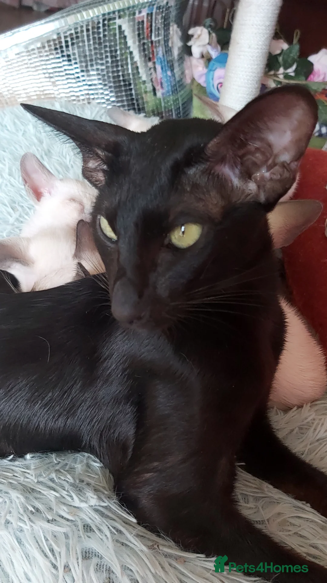 Oriental cats for sale: Full Pedigree Oriental 6 Kittens XL size ears GCCF - Advert 1