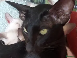 Oriental cats Full Pedigree Oriental 6 Kittens XL size ears GCCF - Advert 7