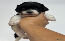 Cockapoo dogs for sale: Toy American Cockapoo girl available to reserve - Image 3