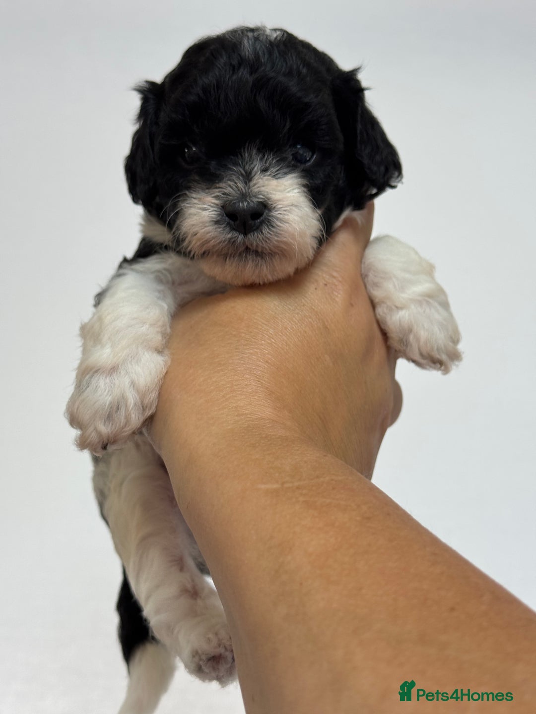 Cockapoo dogs for sale: Toy American Cockapoo girl available to reserve - Image 3