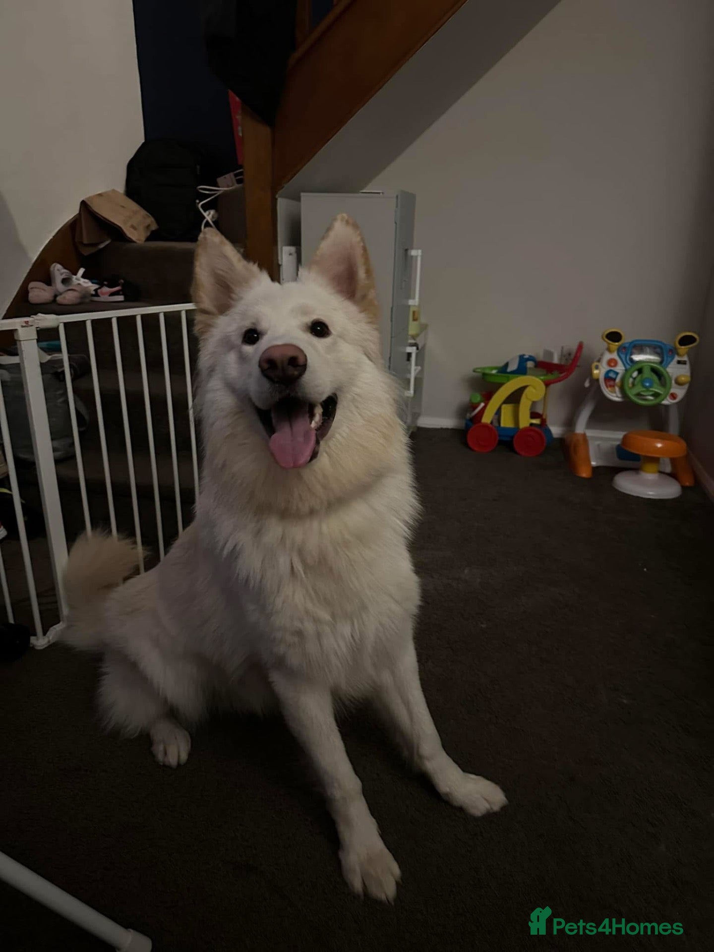 German Shepherd dogs for sale: White German Shepherd ready for rehoming - Advert 1