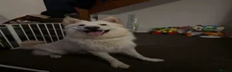 German Shepherd dogs for sale: White German Shepherd ready for rehoming in Selby - Advert 1