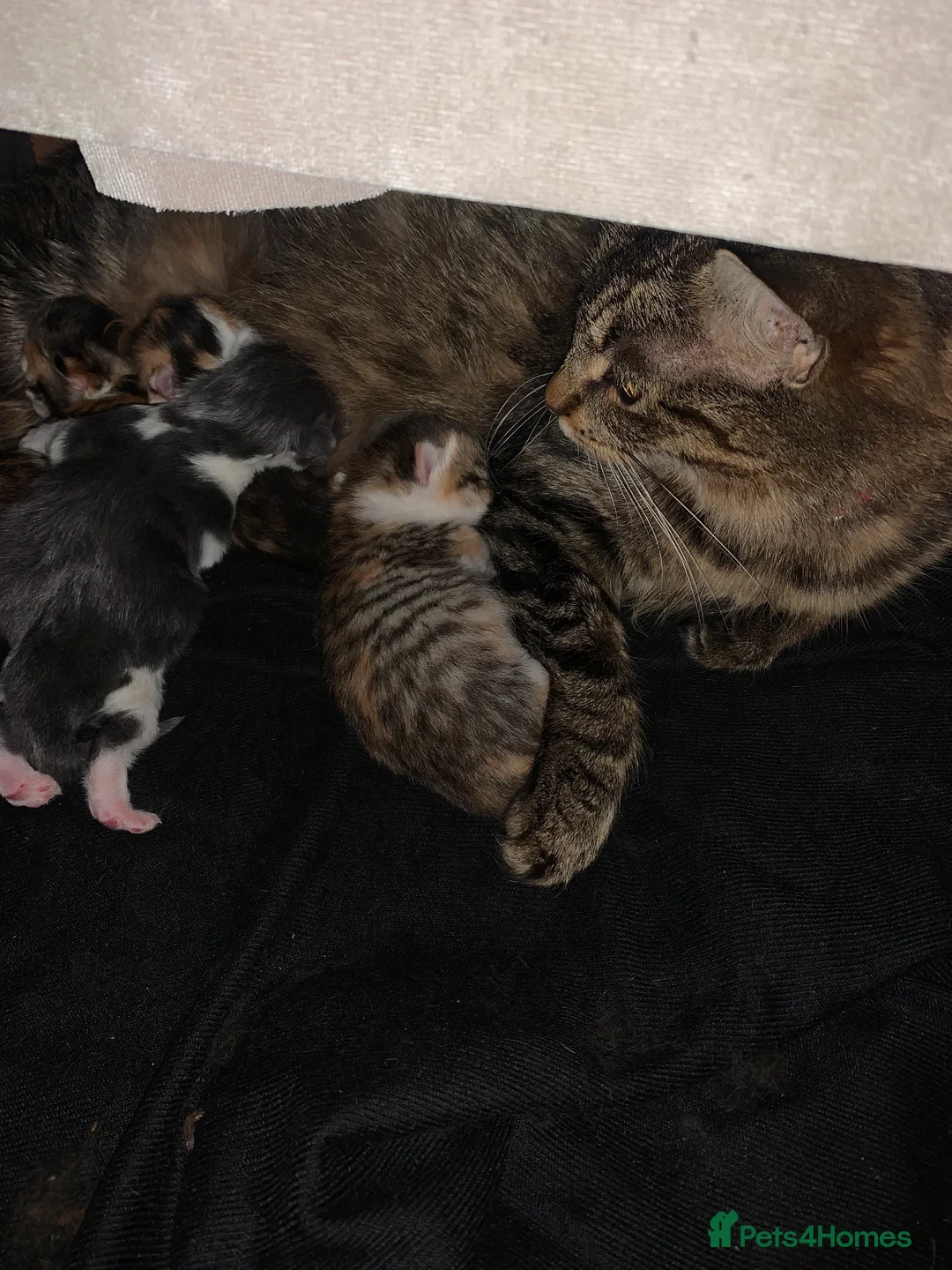 Mixed Breed cats for sale: Beautiful Playful Kittens Ready for Loving Homes - Advert 22