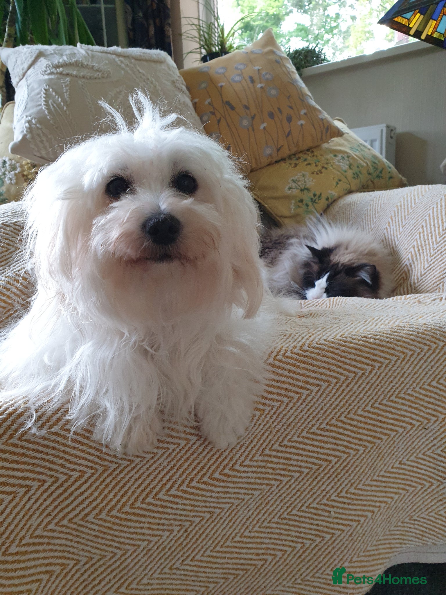 Coton De Tulear dogs for sale: K. C. reg. Coton de tulear - health tested - Advert 4