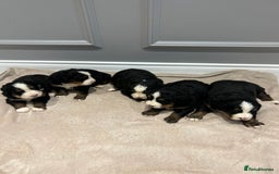 Bernese Mountain Dog dogs for sale: Beautiful Bernese Mountain Dog Puppies for Sale 🐾 - Image 9