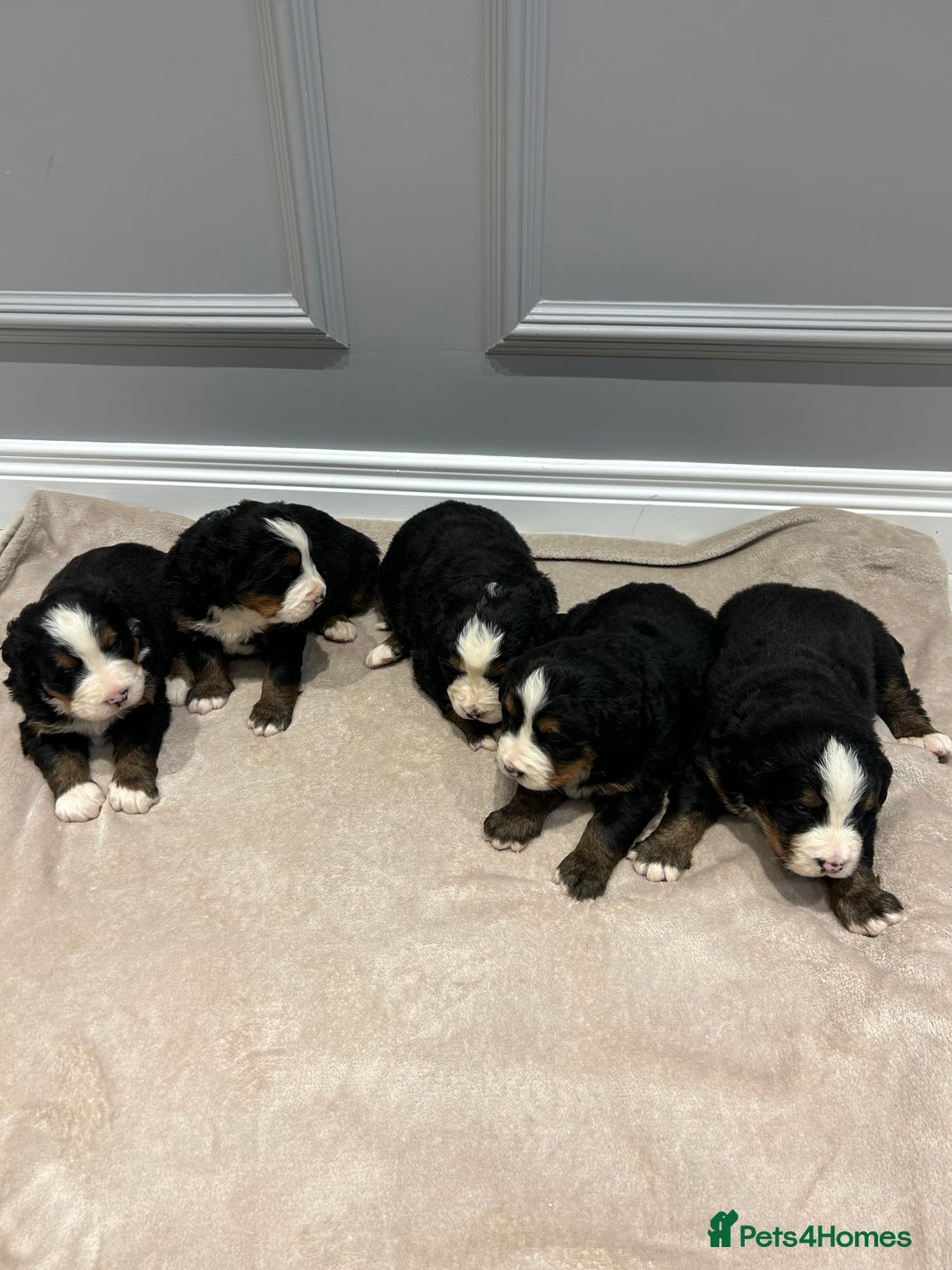 Bernese Mountain Dog dogs for sale: Beautiful Bernese Mountain Dog Puppies for Sale 🐾 - Image 9