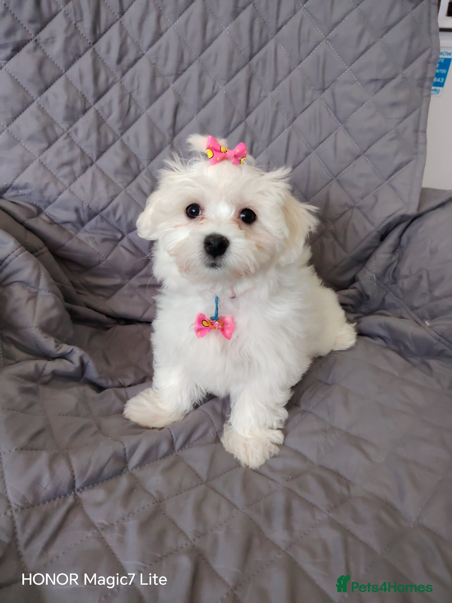 Maltese dogs Pure Maltese puppies❤️ - Advert 1