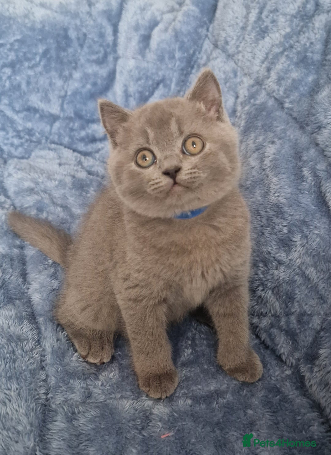 British Shorthair cats for sale: READY NOW, GCCF BLH & PET BSH PEDIGREE KITTENS - Image 11
