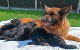 German Shepherd dogs for sale: 6 Month Old Millie  - Image 12