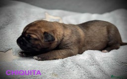 Cane Corso dogs for sale: 🐾✨ PatoSquad Kennel FCI Puppies ✨🐾 - Image 13