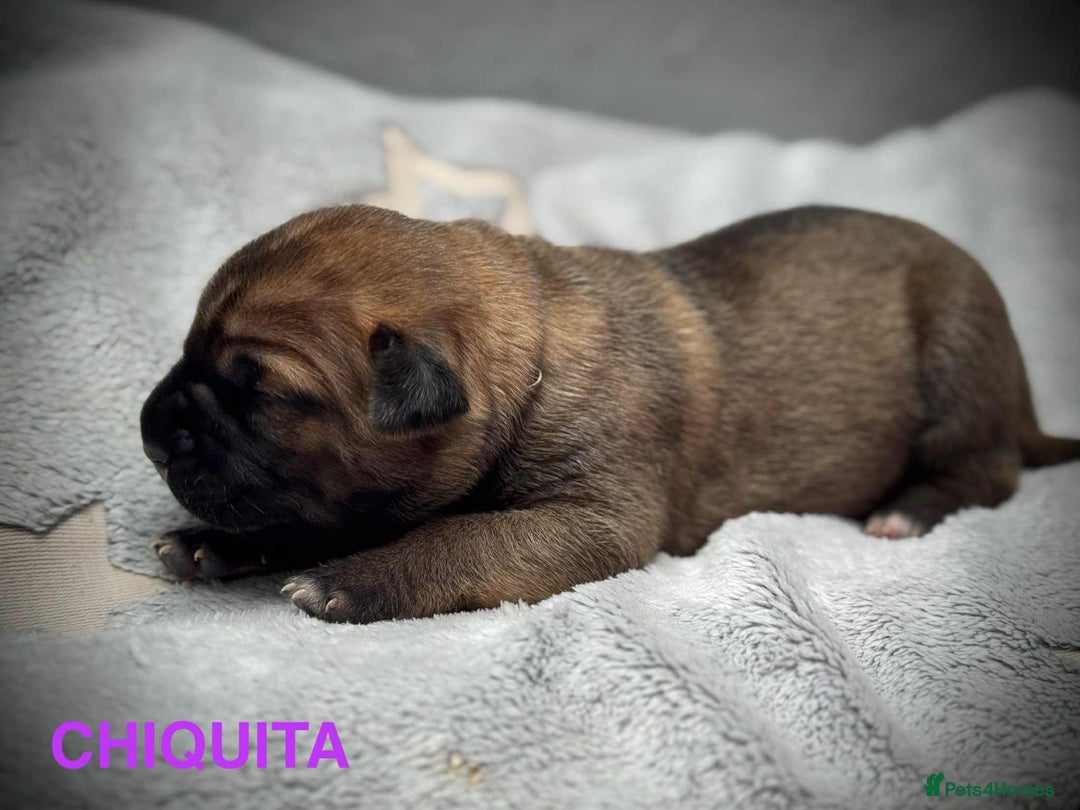 Cane Corso dogs for sale: 🐾✨ PatoSquad Kennel FCI Puppies ✨🐾 - Image 13