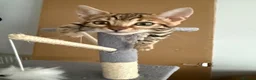 Bengal cats for sale: Bengal kittens - Advert 4