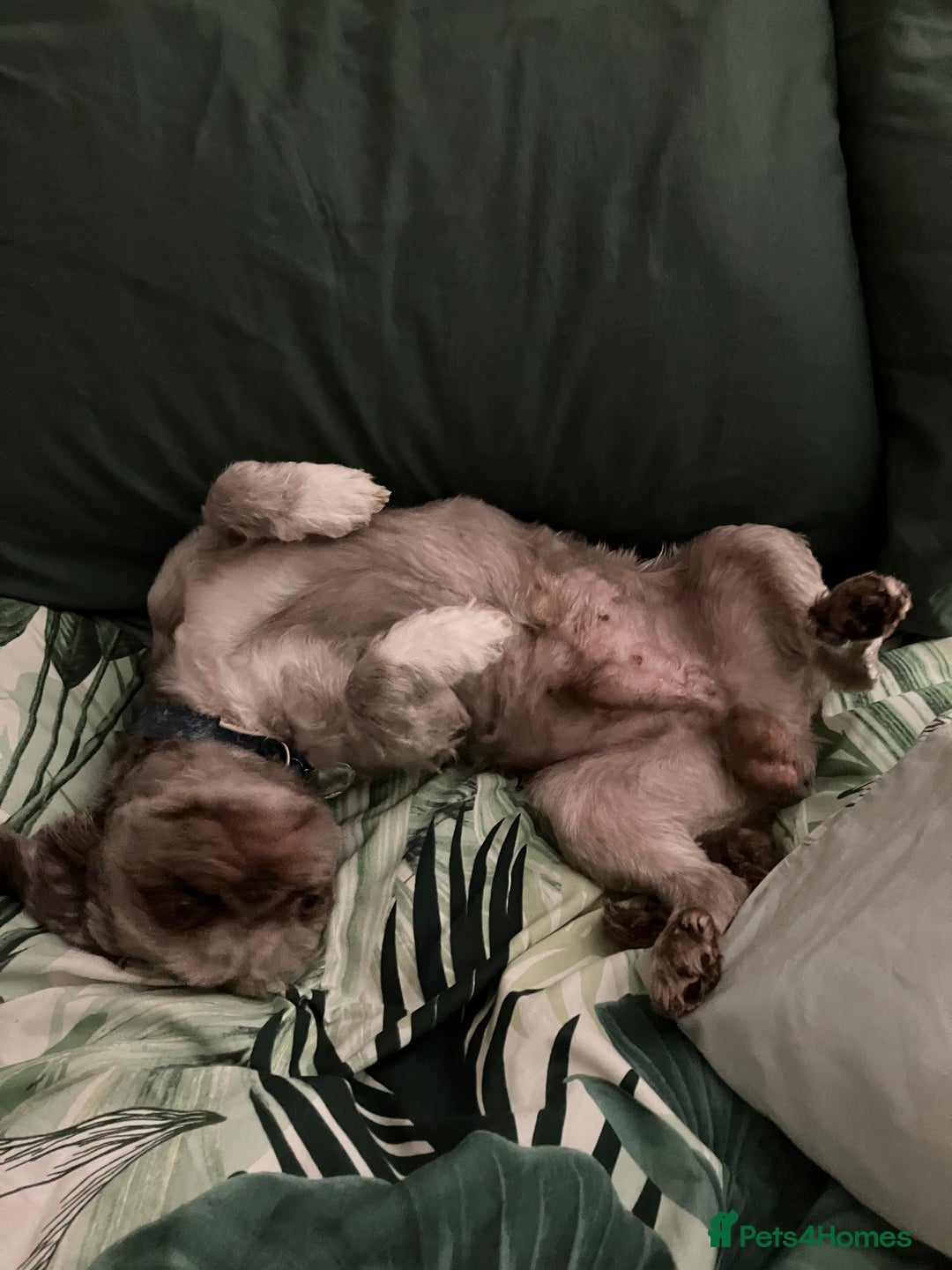 Shih Tzu dogs for sale: Bruno - Advert 6