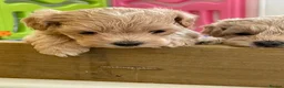 Maltipoo dogs for sale: Adorable Maltipoo Boys  - Advert 15