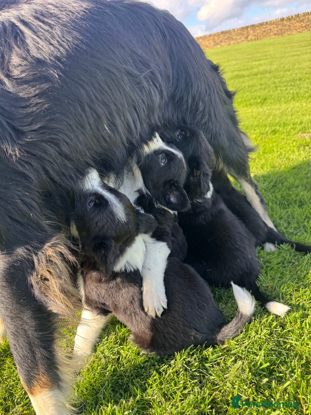 Border Collie dogs for sale: Superb litter of purebred Border Collie puppies  - Image 21