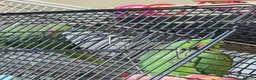 Ringnecks birds for sale: Pair of Indian ringnecks - Advert 2