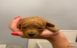 Toy Poodle dogs for sale: KC Registered Red Toy Poodle Puppies - Image 3