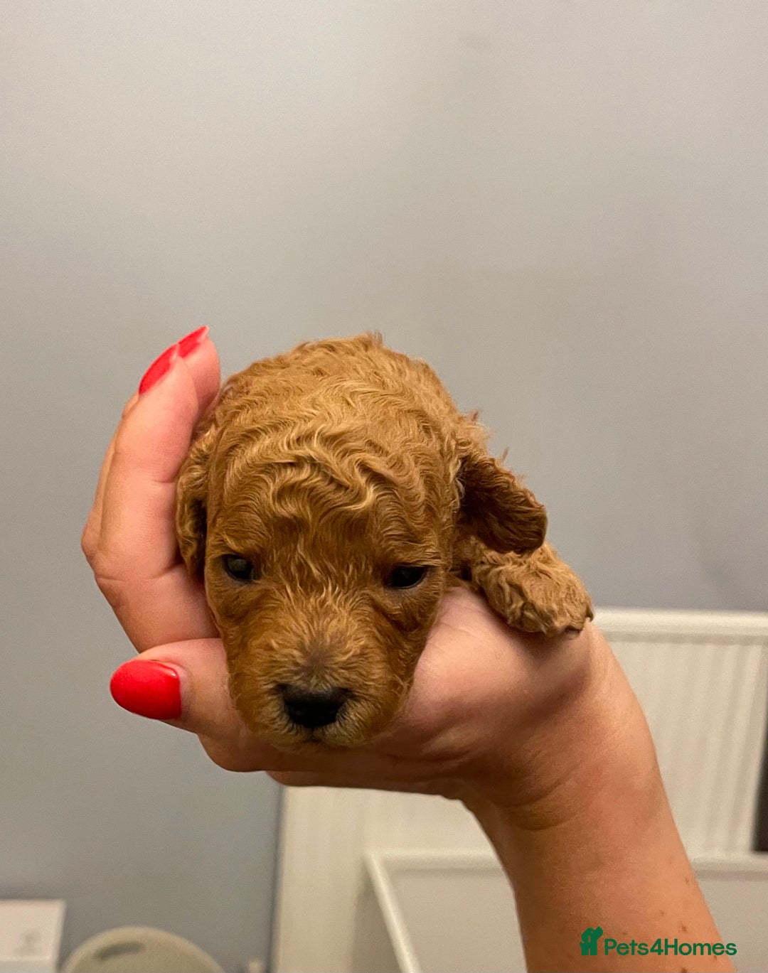Toy Poodle dogs for sale: KC Registered Red Toy Poodle Puppies - Image 3